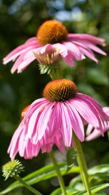 Bahçede çiçek açan Echinacea purpurea 'nın dikey yakın çekimi.