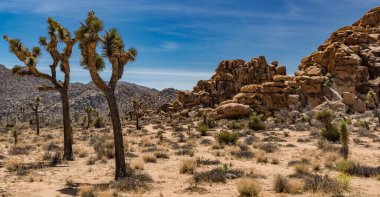 Güneşli bir günde tüylü Joshua ağaçları ve kaya oluşumlarıyla dolu güzel bir çöl manzarası.