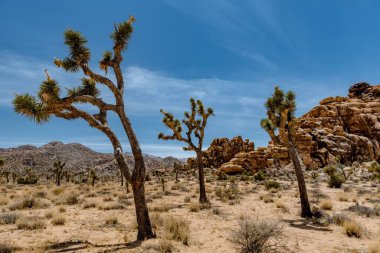 Güneşli bir günde tüylü Joshua ağaçları ve kaya oluşumlarıyla dolu güzel bir çöl manzarası.