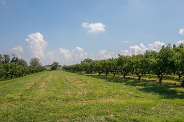 Güneşli bir günde bir tarla