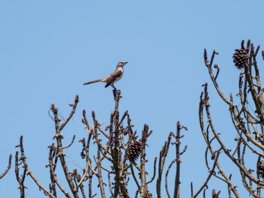 Bir ağaç dalının tepesinde oturan Alaycı Kuş 'un yakın çekimi.