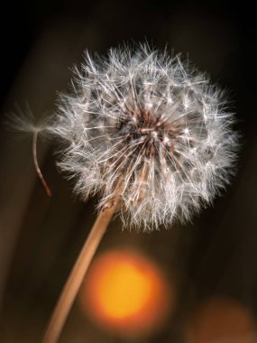 Hassas bir karahindibanın dikey görüntüsü ve bir yaprak uçup gidiyor.