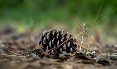 Yerdeki kozalaklı külahın yakın çekimi.