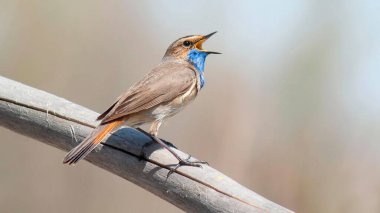 Güneş ışığı altında bir ağaç dalına tüneyip şarkı söyleyen mavi gırtlağın yakın çekimi.