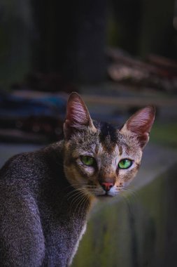 Bir sokak kedisinin dikey portresi.