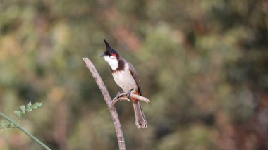 Bir ağaç dalına konmuş kırmızı bıyıklı bir bültenin seçici odak noktası.