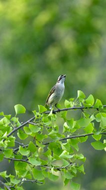 Ağaç dalına konmuş bir kuşun dikey görüntüsü.