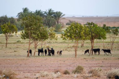 Büyüyen ağaçlarla çevrili bir grup keçi tarlada dikiliyor.