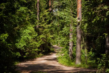 Polonya, Sejny 'de sık bir ormanda bir patika.
