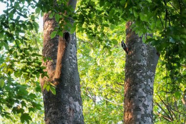 Yeşil yapraklarla çevrili ağaç gövdelerinin yakın çekimi.