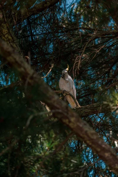 Ağaçta Tünemiş Bir Kakadunun Dikey Görüntüsü — Stok fotoğraf