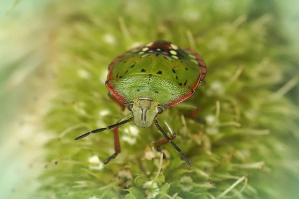 Closeup Colorful Green Pink Nymph Instar Southern Green Stink Bug — Foto Stock