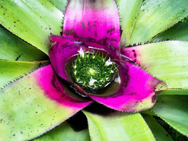 エキゾチックな緑と紫の植物の閉鎖その葉に水滴とネオレジェリアの濃縮物 — ストック写真