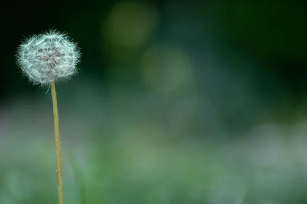 Mniszek Lekarski Kwiat Makro Fotografia Tło — Zdjęcie stockowe