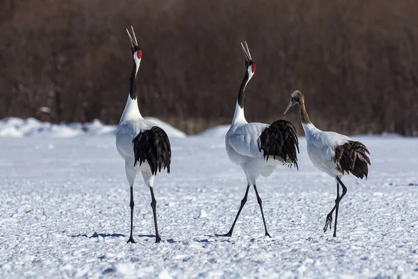 Red Crowned Cranes Dancing Ritual Marriage Dance Snowy Meadow Hokkaido — Stock Photo, Image