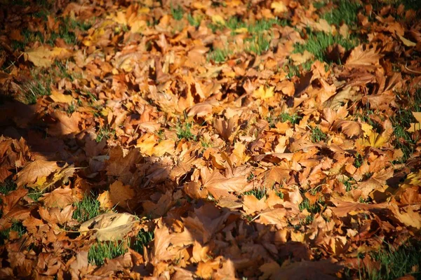 가을에 과마른 오렌지 잎으로 뒤덮인 지면의 — 스톡 사진