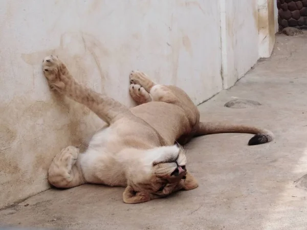 A close-up shot of a lioness sleeping by the wall