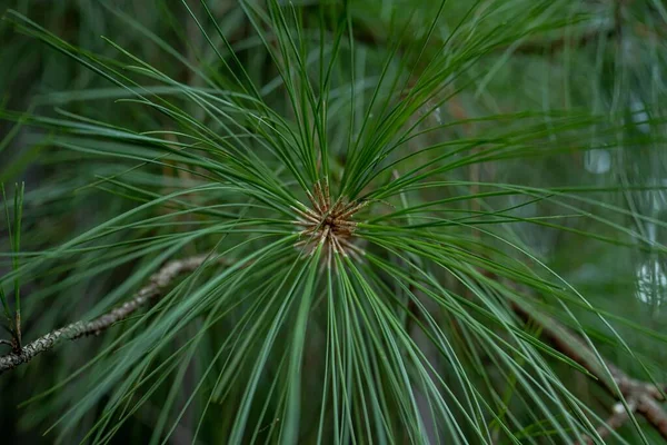 Een Close Van Groene Pinus Wallichiana Plant Tuin — Stockfoto