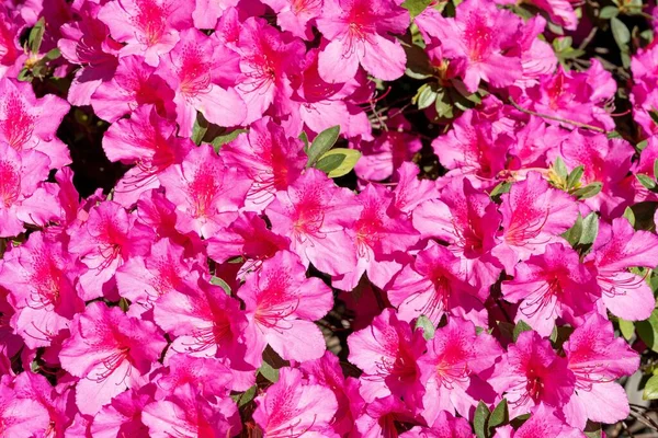 Les Belles Fleurs Roses Rhododendron Sous Lumière Soleil — Photo