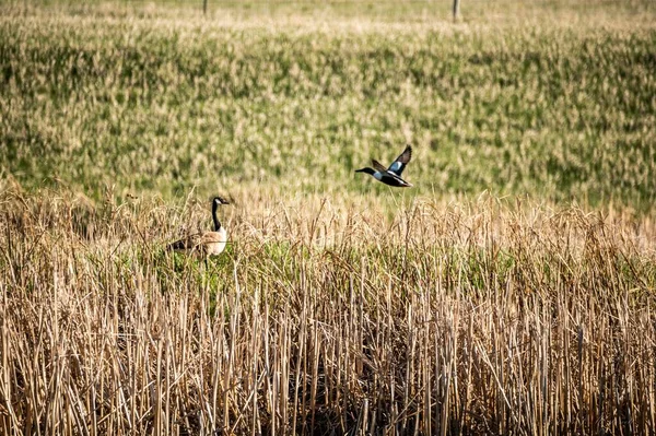 乾燥した草の上を歩くカナダのガチョウの景色と晴れた日に飛ぶ — ストック写真