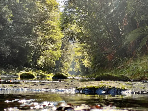 Захватывающий Вид Пышные Зеленые Леса Ущелье Мангорева Новая Зеландия — стоковое фото