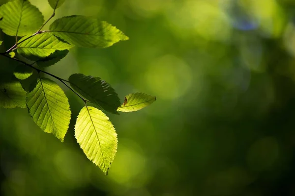 Bir Ağaç Dalındaki Yeşil Yaprakların Seçici Odak Noktası — Stok fotoğraf