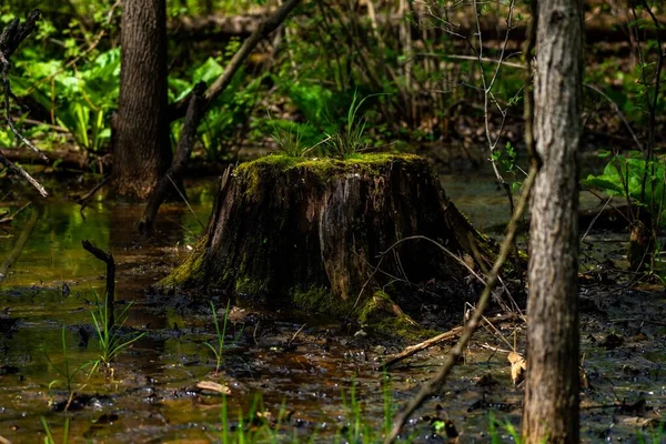 Zbliżenie Samotnego Mech Pokrytego Kikutem Pokagon State Park — Zdjęcie stockowe