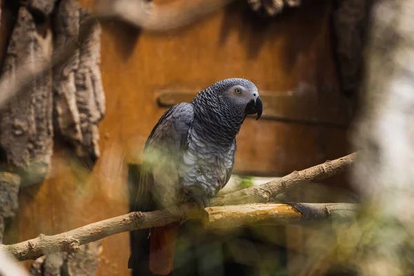 Wielki Szary Hiacynt Macaw Siedzi Gałęzi Wielkiej Klatce Londyńskim Zoo — Zdjęcie stockowe