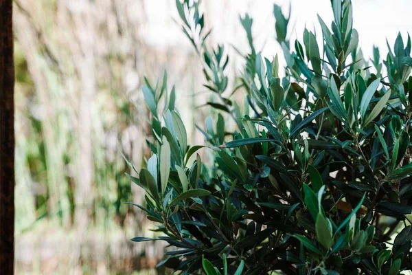 Closeup Shot Olive Plant Daylight — Stock Photo, Image