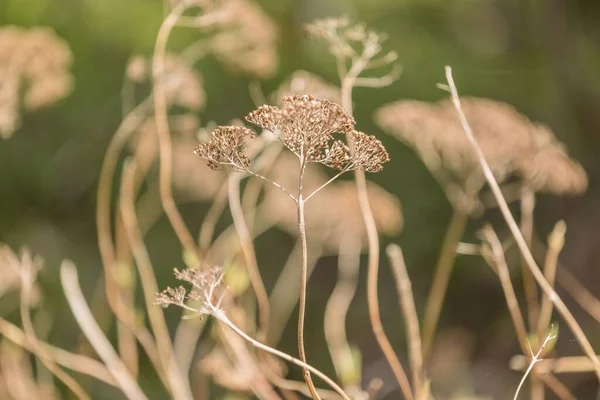 Selektywne Skupienie Uschniętej Włóczki Achillea Millefolium — Zdjęcie stockowe