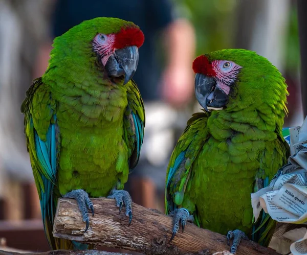 Detailní Záběr Zelených Okřídlených Macaws Rozmazaném Pozadí — Stock fotografie