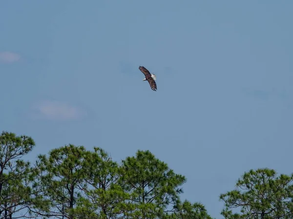 佛罗里达州米拉马尔海滩 一只秃头鹰在空中飞翔的美丽照片 — 图库照片