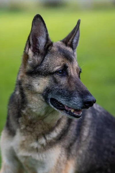 Een Portret Van Een Duitse Herder Het Veld — Stockfoto