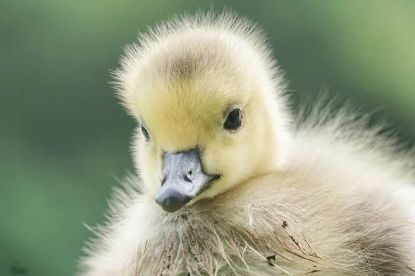 可爱的新孵出的小鸭的肖像 — 图库照片