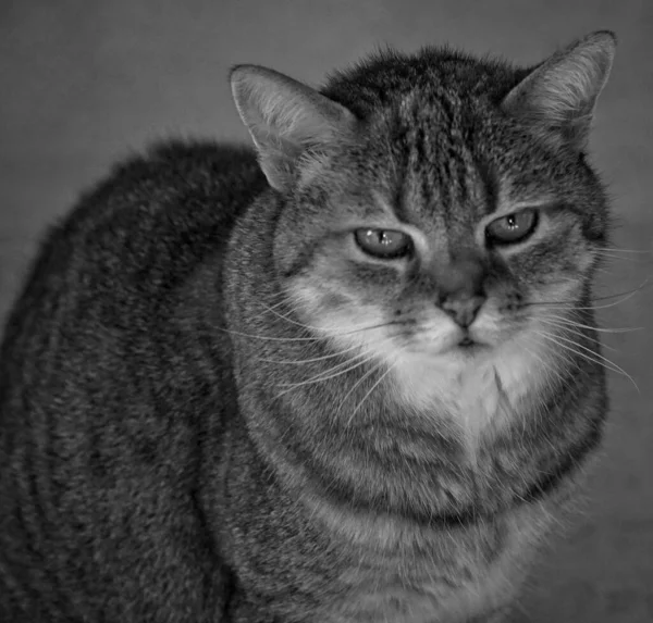 街上一只胖胖的可爱猫的灰度画像 — 图库照片