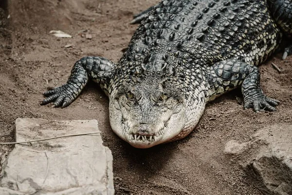 Crocodilo Adulto Descansando Chão Dia Ensolarado — Fotografia de Stock