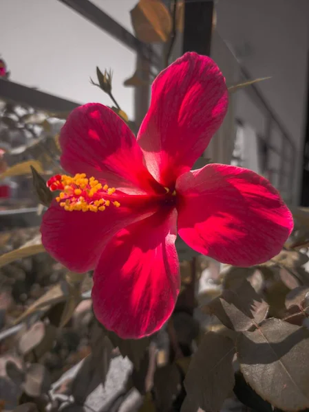 Ibisco Cinese Rosa Cinese Ibisco Hawaiano Che Cresce Nel Giardino — Foto Stock