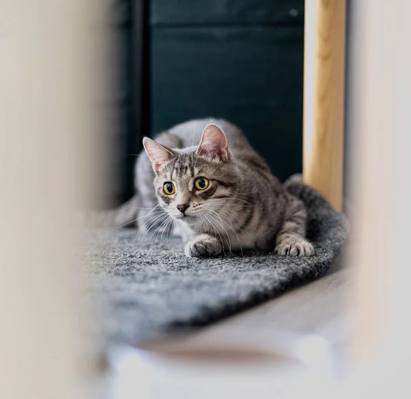Американський Короткохвостий Кіт Килимку — стокове фото