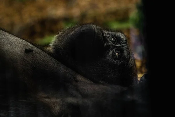 Ein Riesiger Gorilla Affe Ruht Londoner Zoo Einem Sack Mit — Stockfoto