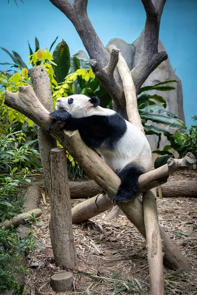 Obrovská Panda Ležící Kmeni Stromu — Stock fotografie