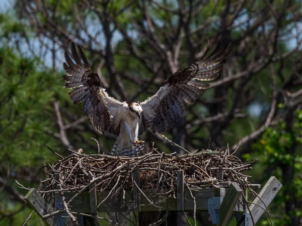 Detailní Záběr Ospreyho Přistávajícího Hnízdě Miramar Beach Florida — Stock fotografie