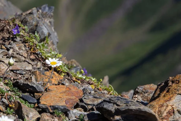 Een Madeliefje Groeiend Door Rotsen Pyreneeën Frankrijk — Stockfoto