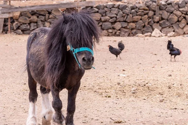 Nahaufnahme Eines Ponys Auf Einer Koppel — Stockfoto