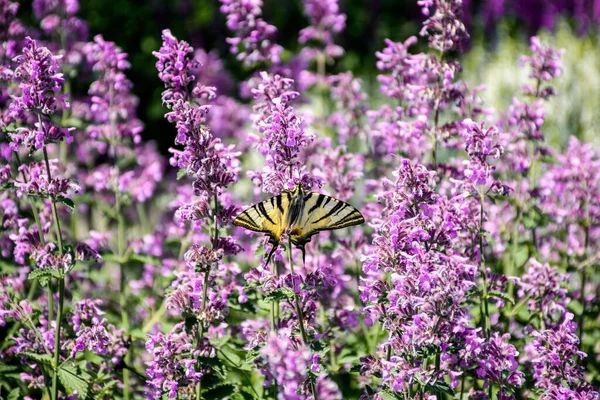 Closeup Shot Beautiful Scarce Swallowtail Iphiclides Podalirius Collecting Nectar Wildflowers — Stock Photo, Image