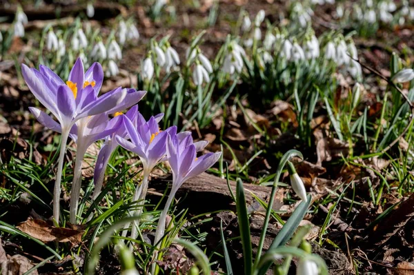 View Early Crocus Snowdrops Outdoors Sunny Day — Stock Photo, Image