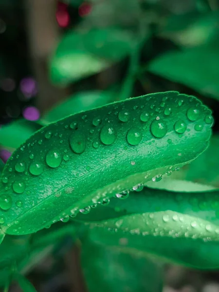 Eine Vertikale Selektive Fokusaufnahme Eines Grünen Blattes Mit Tau — Stockfoto