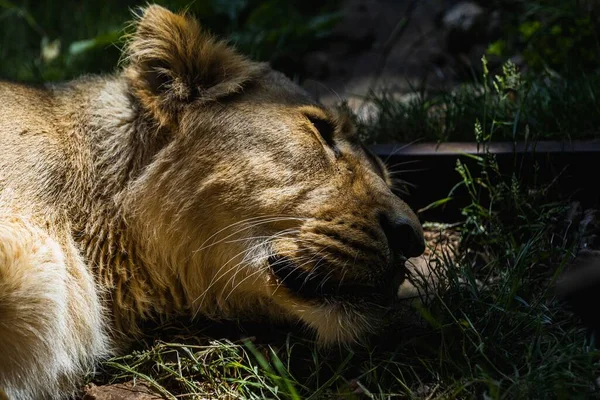 Портрет Льва Лежащего Земле Спящего Лондонском Зоопарке — стоковое фото
