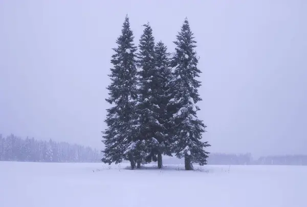 Paisagem Inverno Com Árvores Neve Tempo Nublado — Fotografia de Stock
