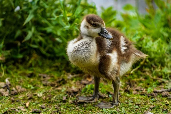 Closeup Little Brown Duckling Standing Grassland Looking Side — Stock Photo, Image
