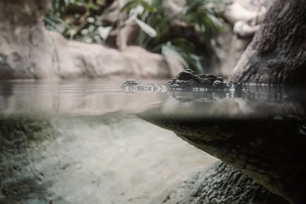 Een Alligator Die Zwemt Met Kop Neus Het Wateroppervlak — Stockfoto